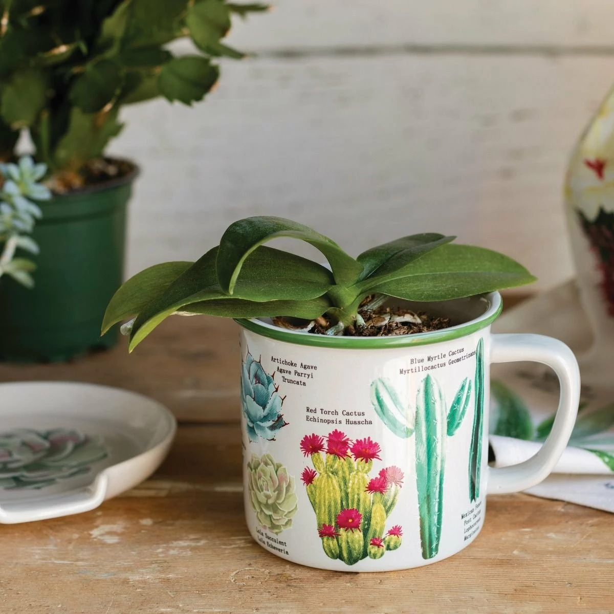 Danica Brands Now Designs 14oz Heritage Mug | Botanical Cacti 5 Danica Brands Now Designs 14oz Heritage Mug | Botanical Cacti - Image 3